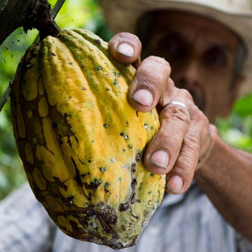 Cultivo de cacao